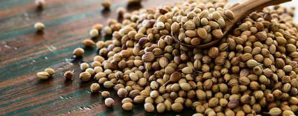 تصویر 4 از قیمت بذر سبزی گشنیز با کیفیت ارزان + خرید عمده